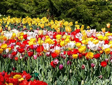 Keukenhof, Hollanda